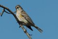 Yellow-rumped Warbler